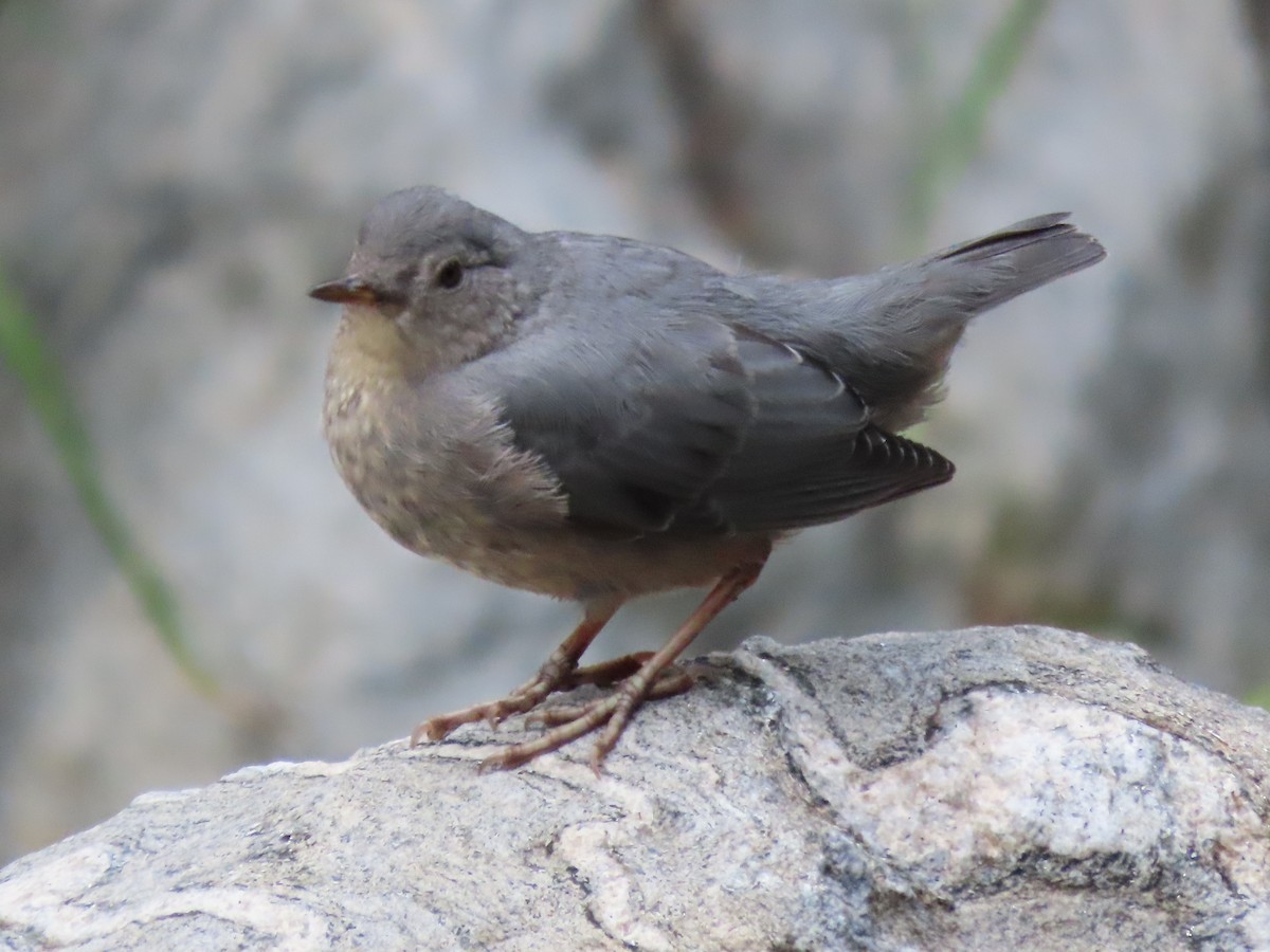 American Dipper - ML639725367