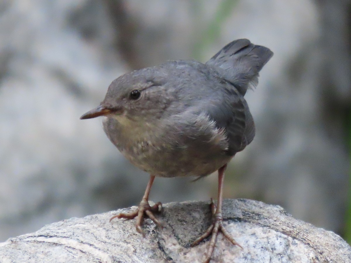 American Dipper - ML639725381