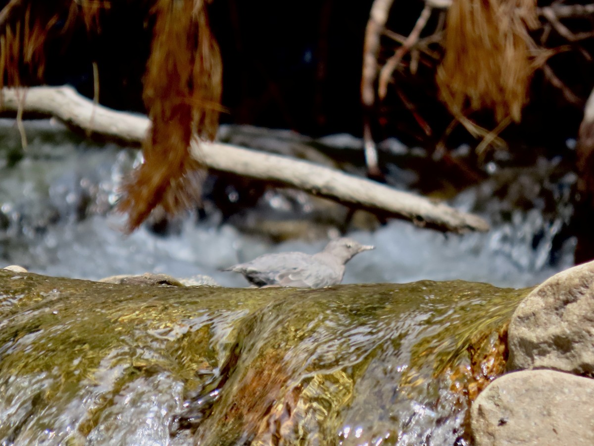 American Dipper - ML639725384