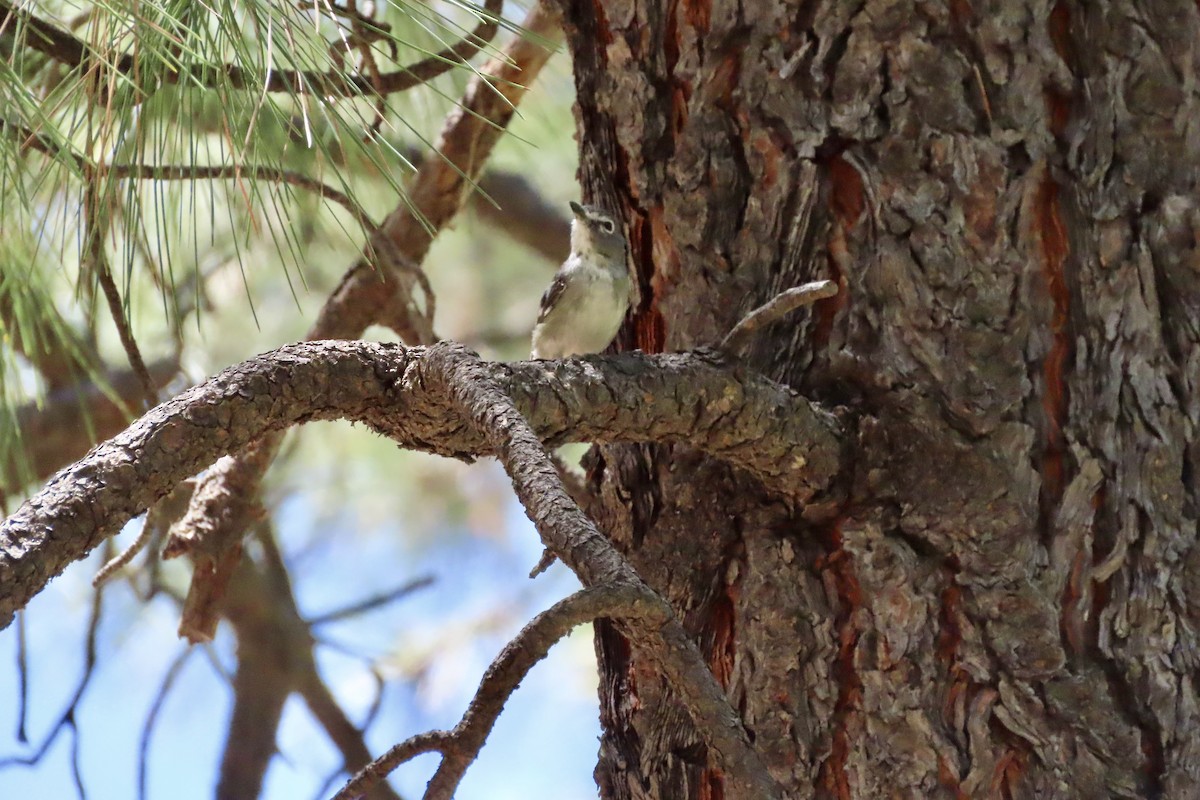 Plumbeous Vireo - ML639725387