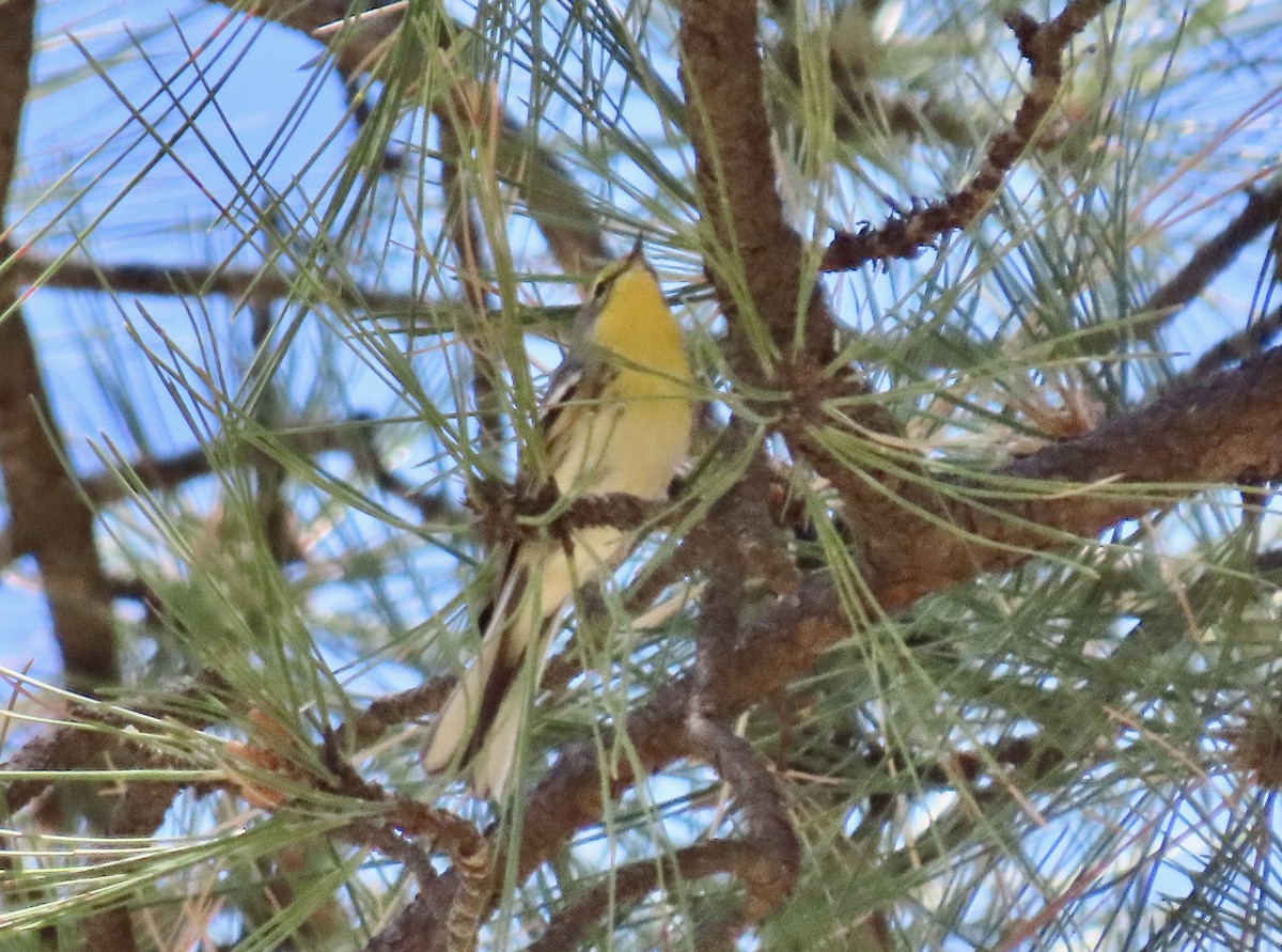 Grace's Warbler - ML639725396