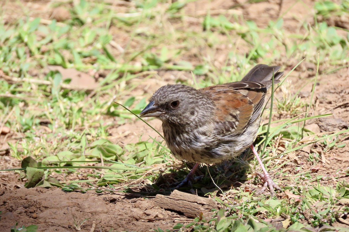 Dark-eyed Junco - ML639725405