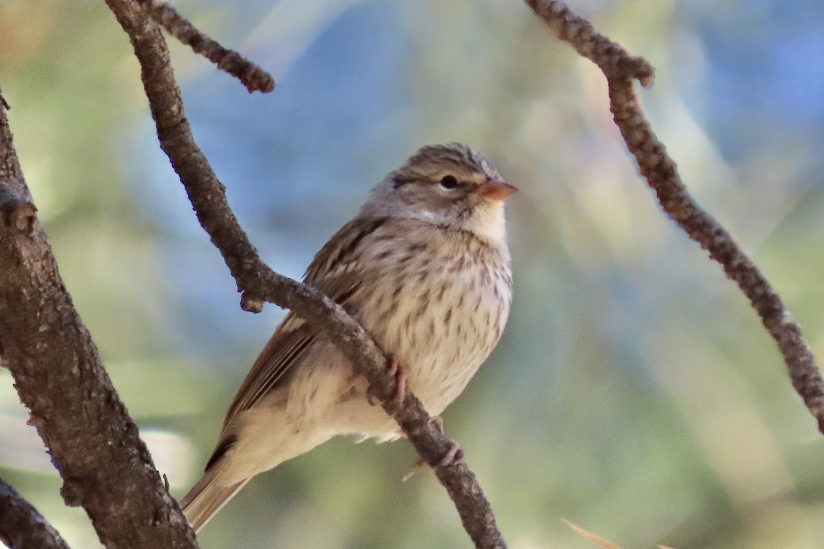 Chipping Sparrow - ML639725412