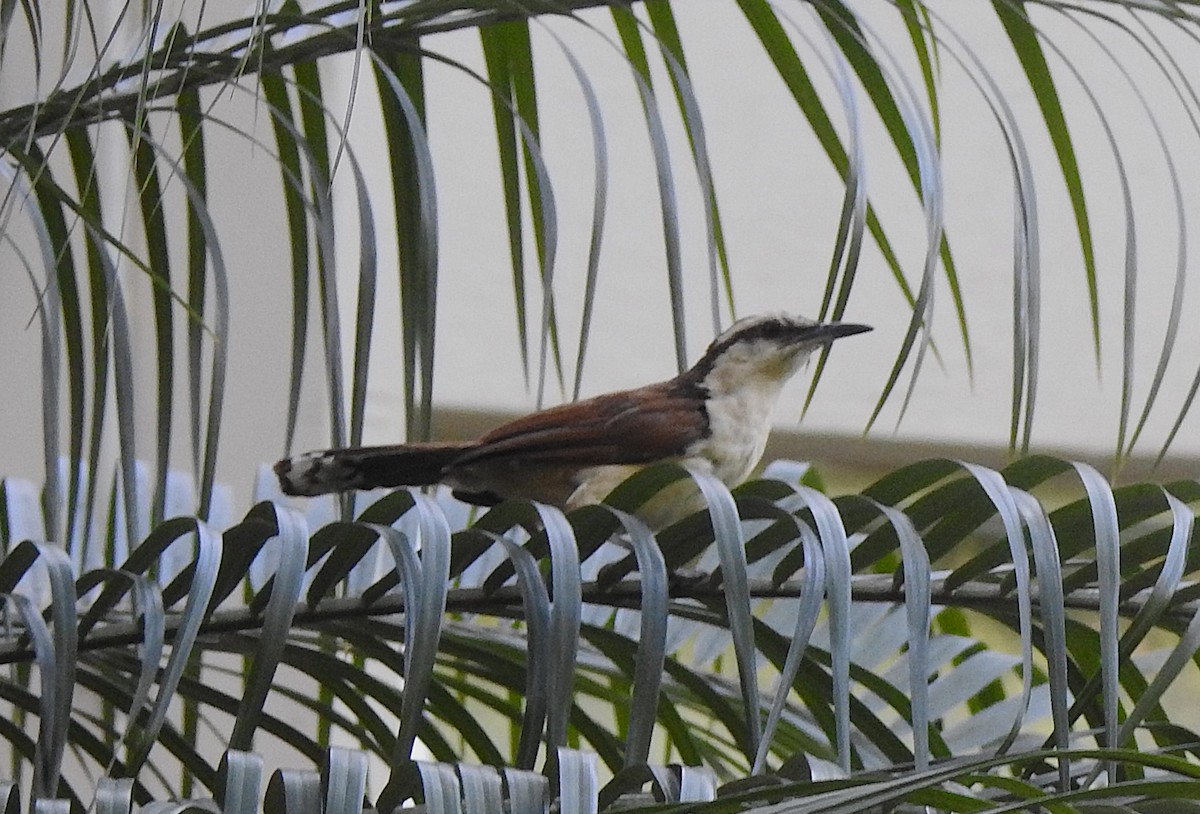 Giant Wren - ML639725429