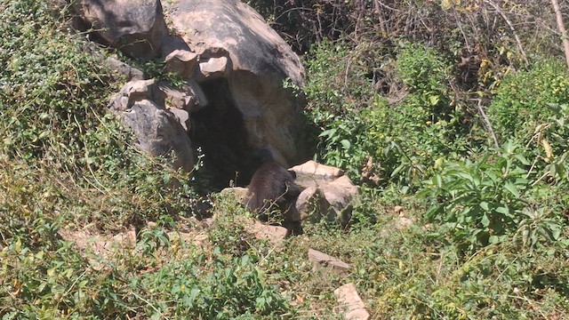 Mammifères - ML639725463