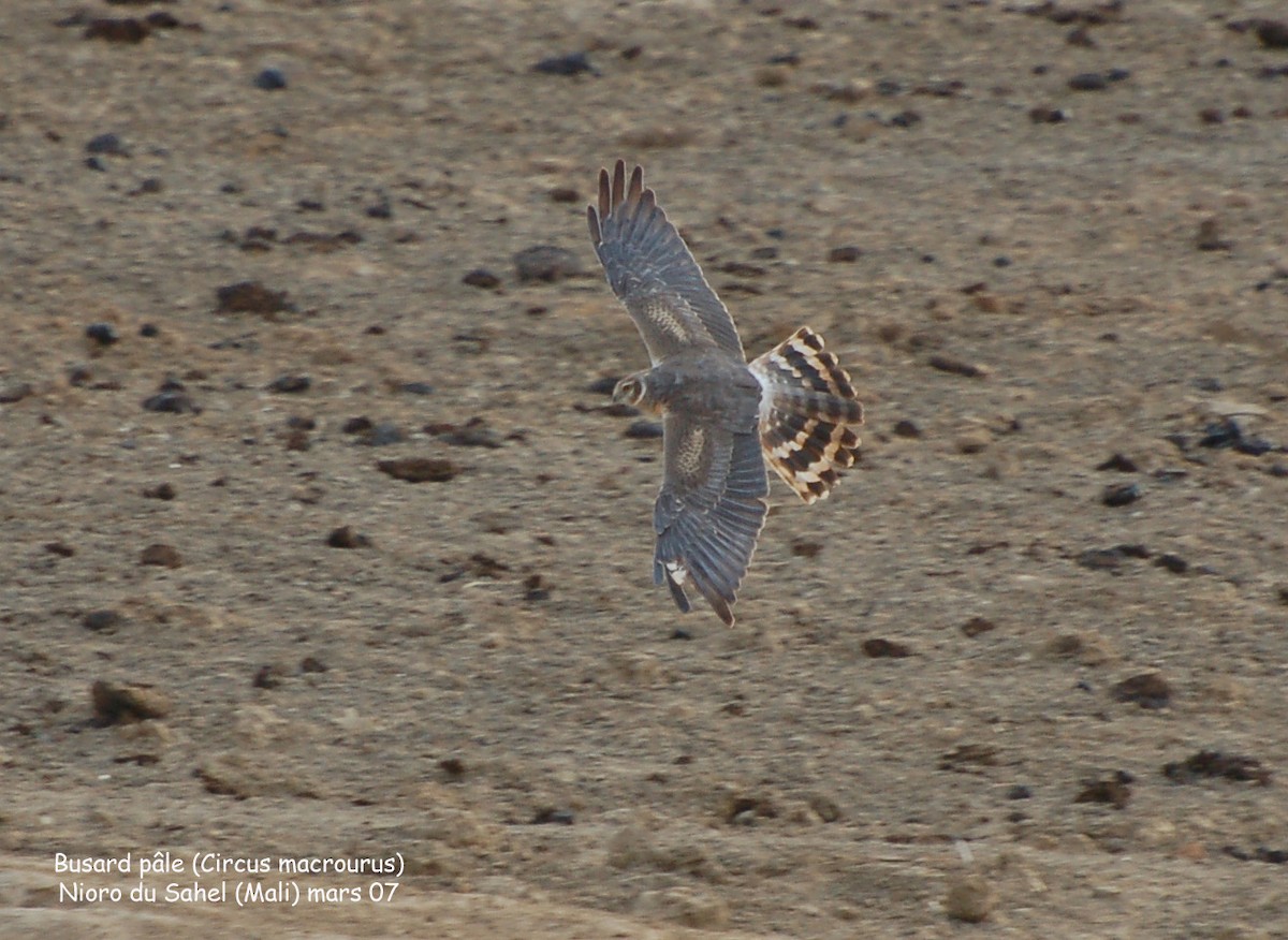 Pallid Harrier - ML639725499