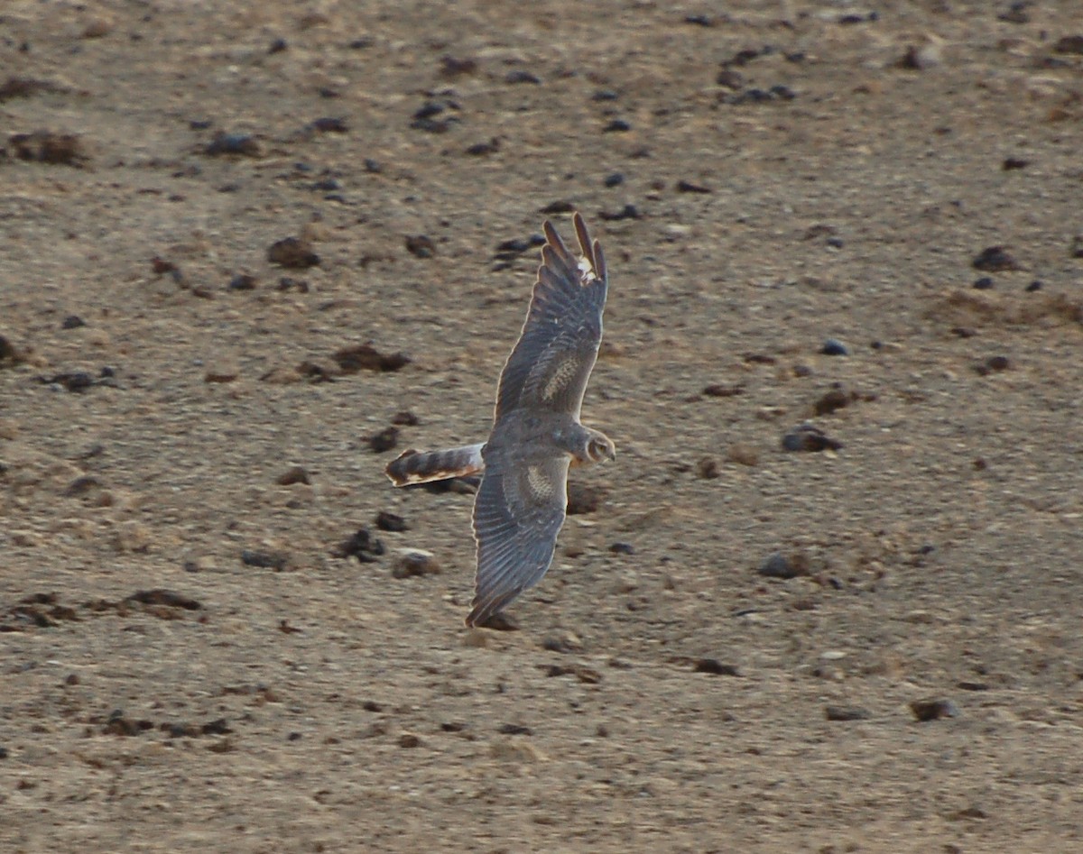 Pallid Harrier - ML639725578