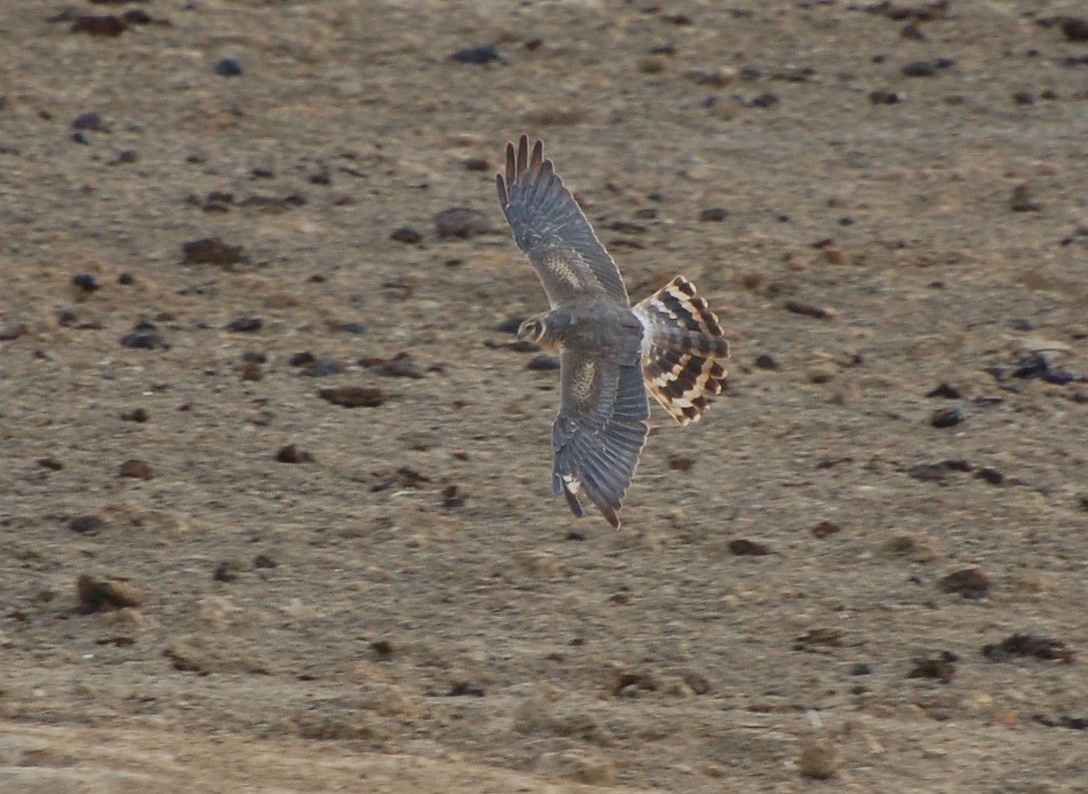 Pallid Harrier - ML639725579