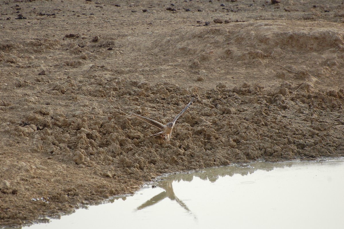 Pallid Harrier - ML639725580