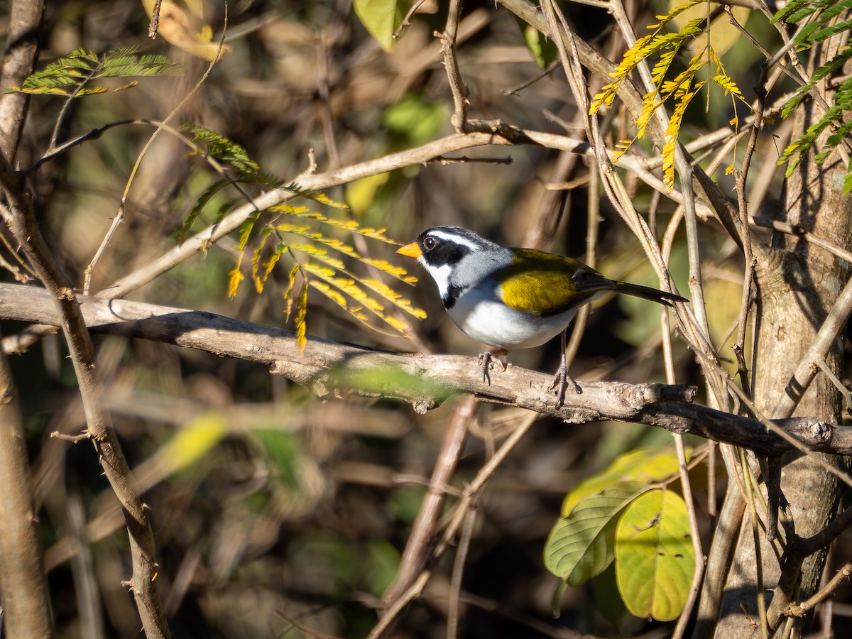 Saffron-billed Sparrow (Saffron-billed) - ML639725581