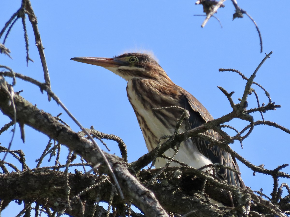 Green Heron - ML639725593