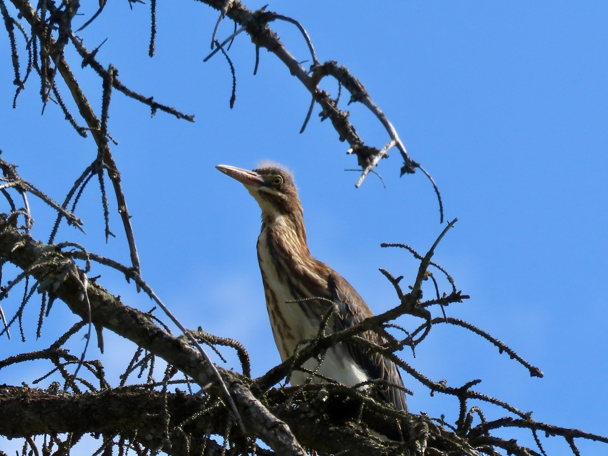 Green Heron - ML639725594