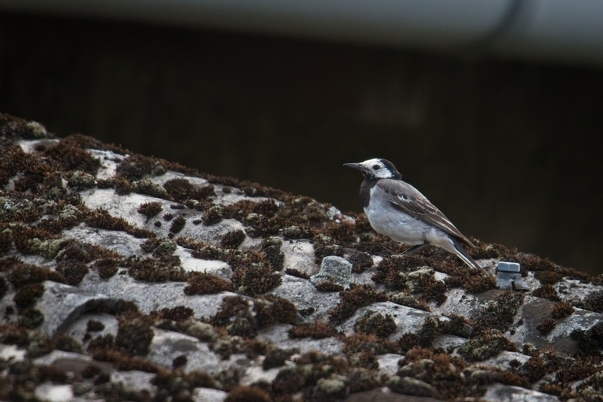 konipas bílý - ML639725602