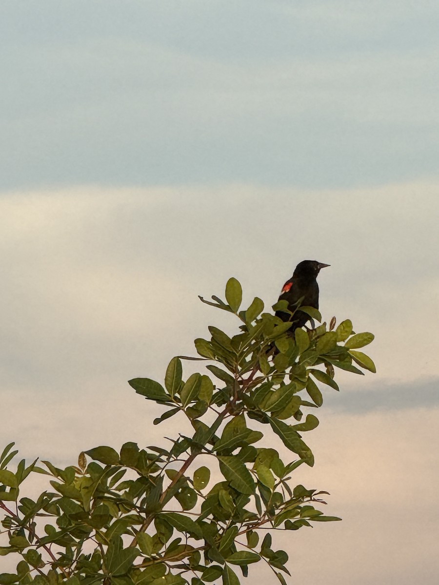 Red-winged Blackbird - ML639725646