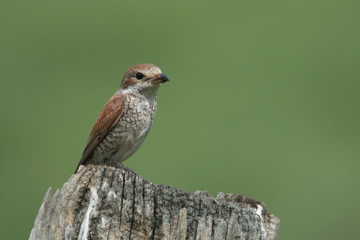 ťuhýk obecný - ML639725654