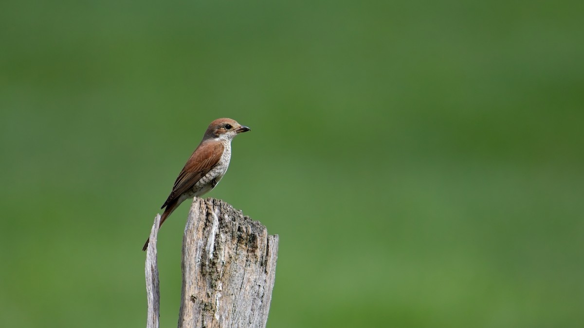 ťuhýk obecný - ML639725655