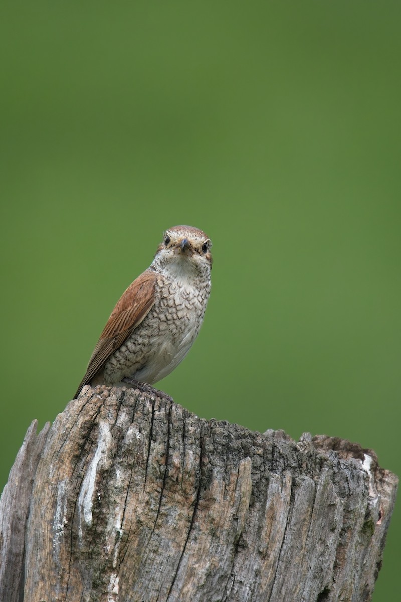 ťuhýk obecný - ML639725656