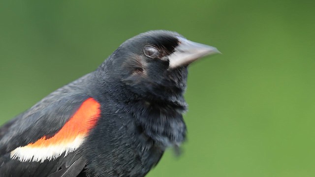 Red-winged Blackbird - ML639725669