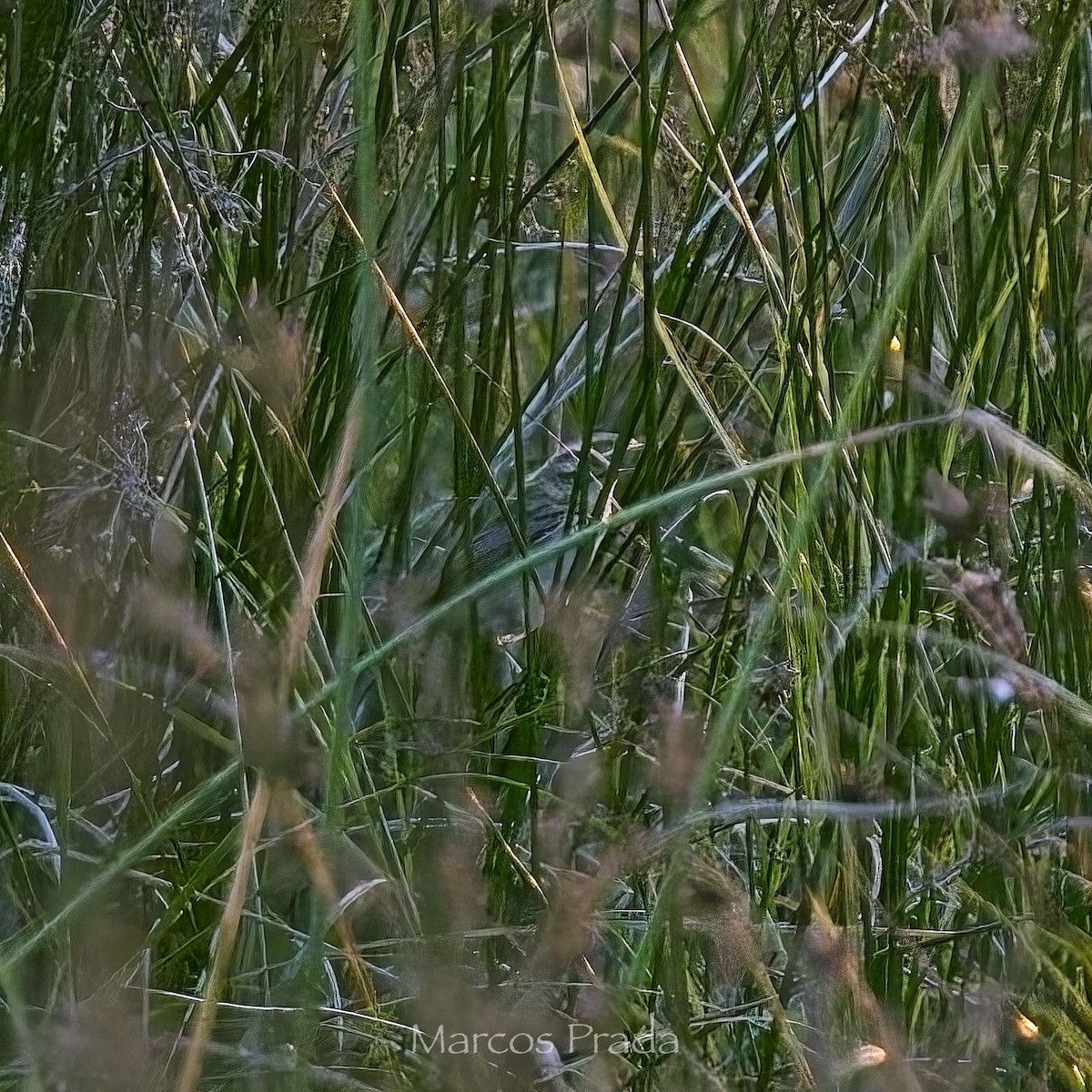 Sedge Warbler - ML639725715