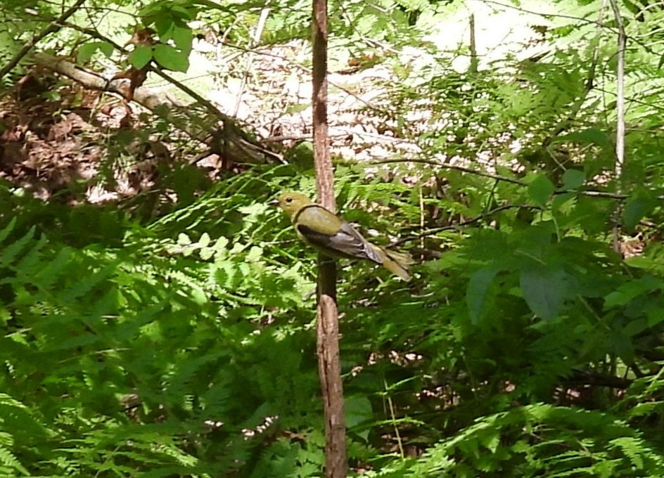 Scarlet Tanager - ML639725742