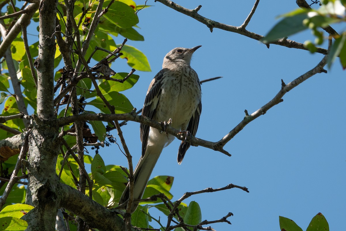 drozdec mnohohlasý - ML639725746