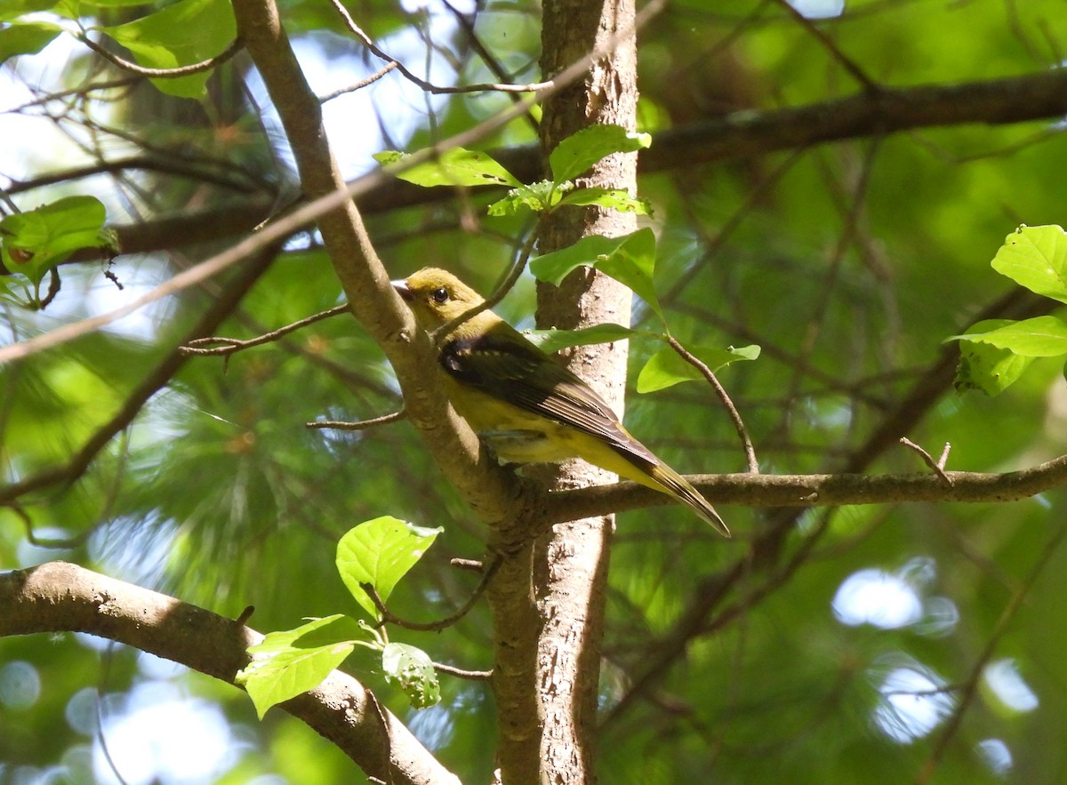 Scarlet Tanager - ML639725751