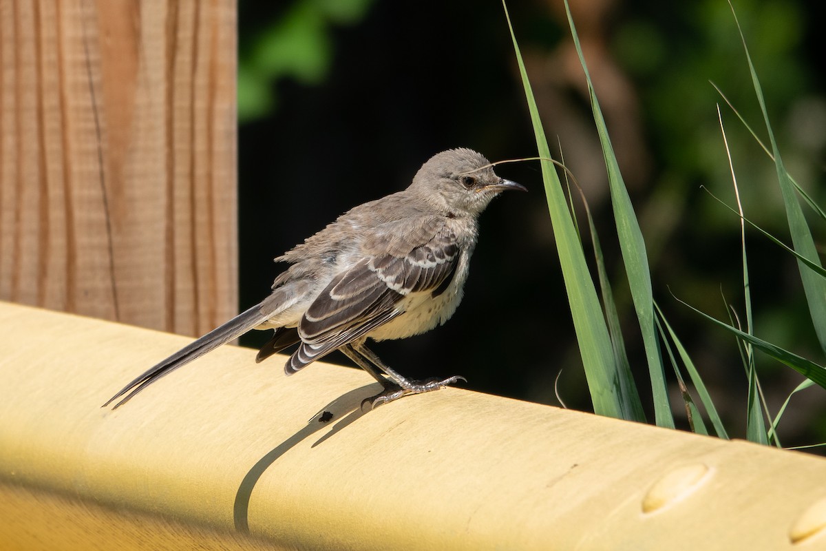 drozdec mnohohlasý - ML639725756