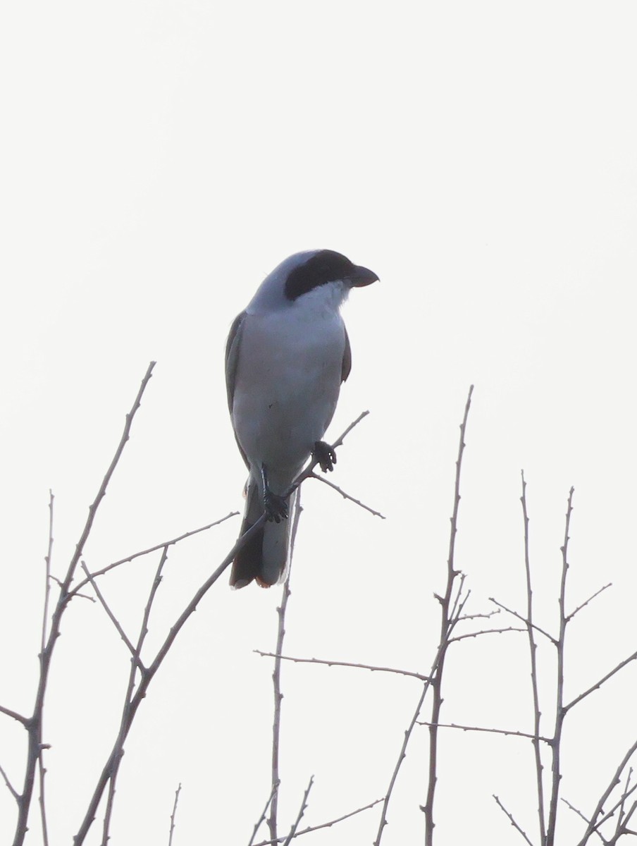 Lesser Gray Shrike - ML639725757