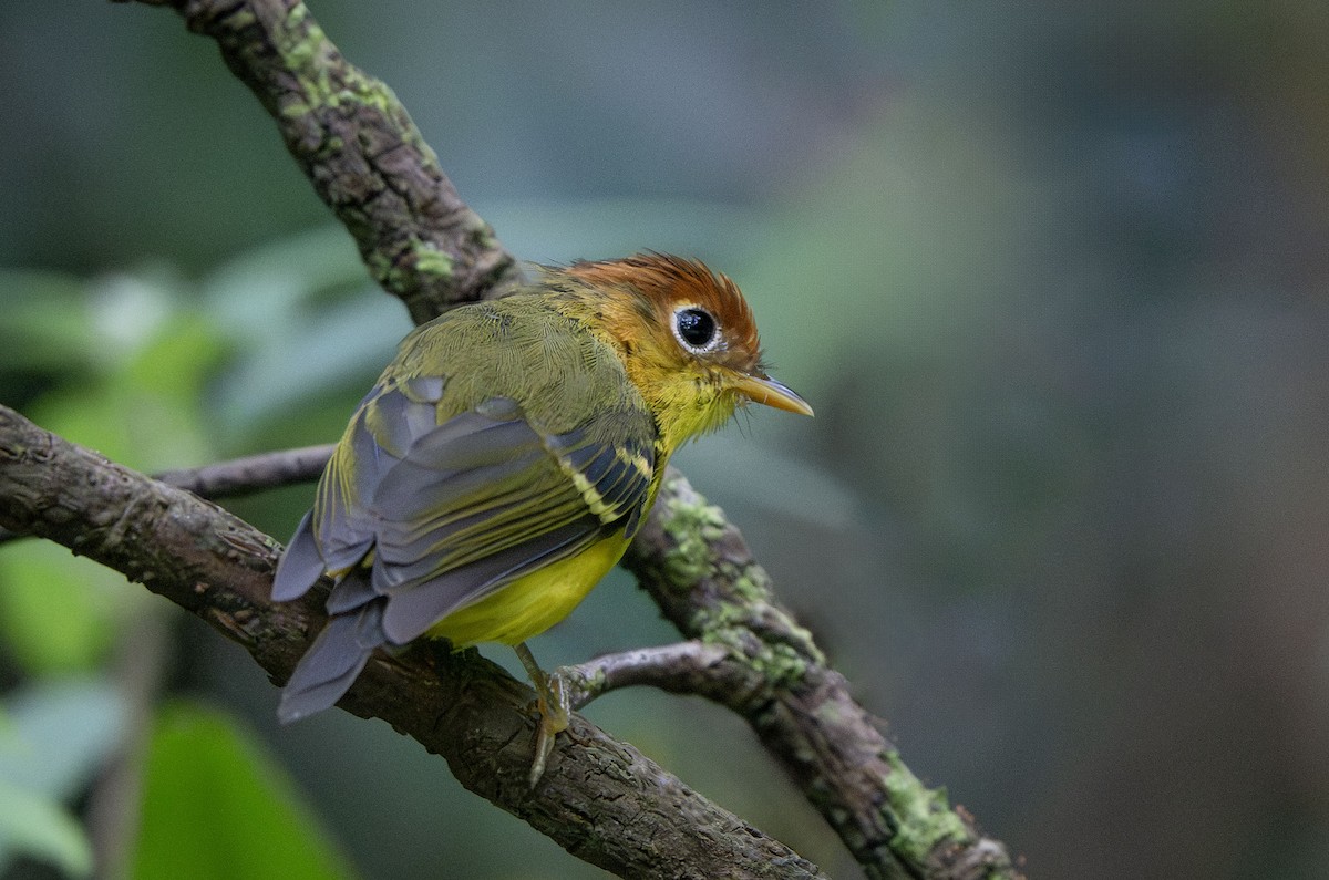 Yellow-breasted Warbler - ML639725781