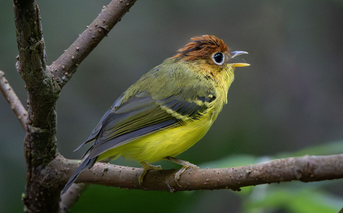 Yellow-breasted Warbler - ML639725783