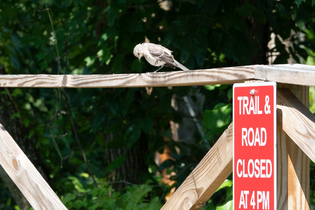 drozdec mnohohlasý - ML639725785