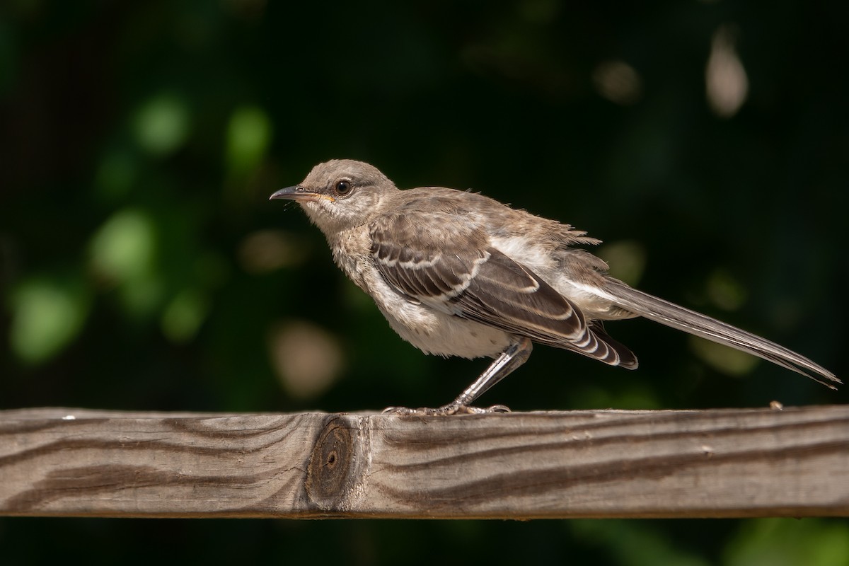 drozdec mnohohlasý - ML639725817