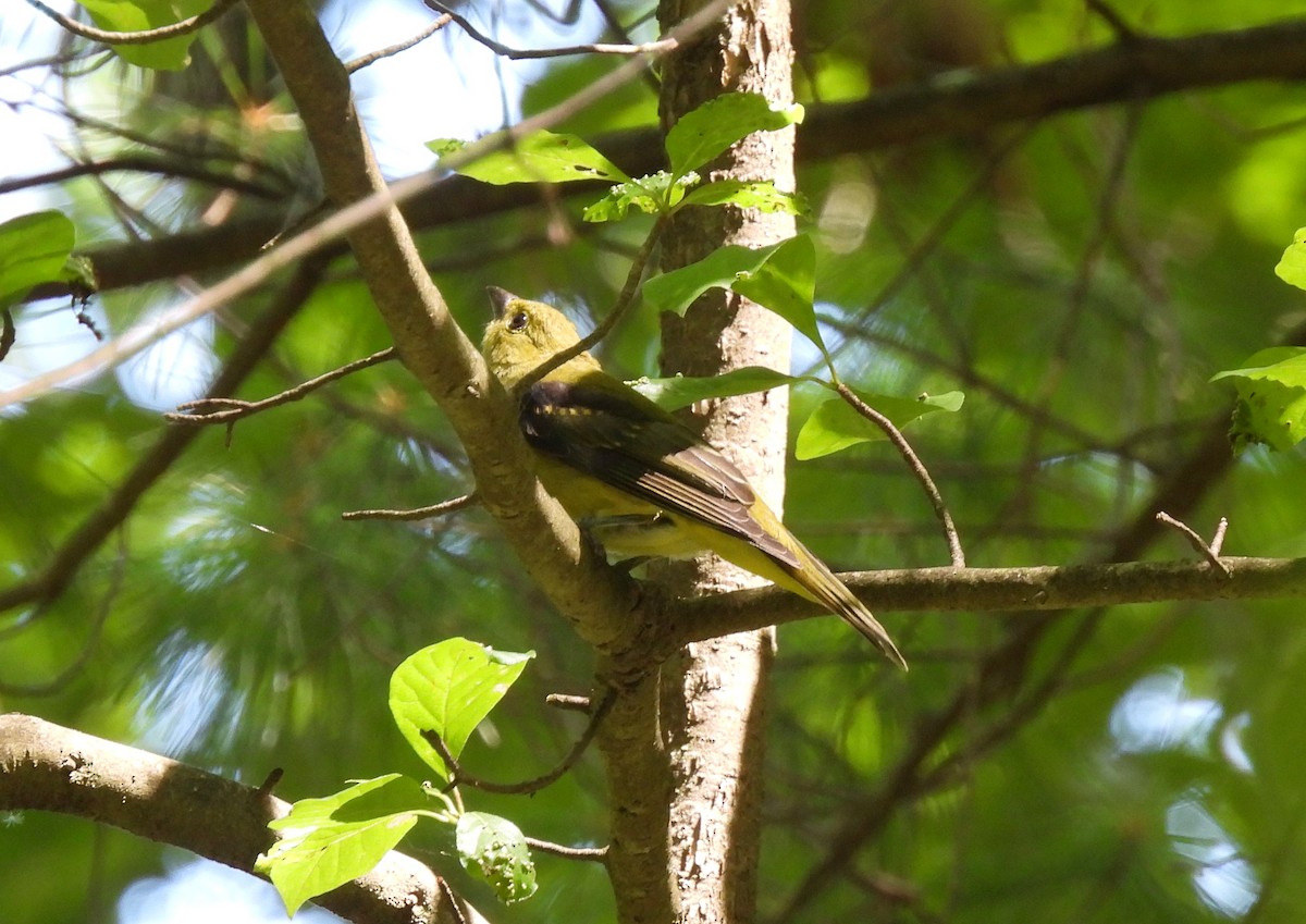 Scarlet Tanager - ML639725838