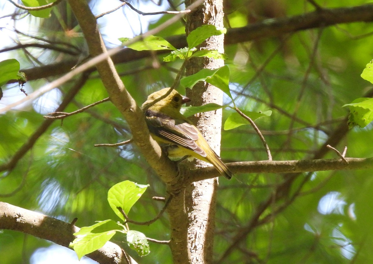 Scarlet Tanager - ML639725842