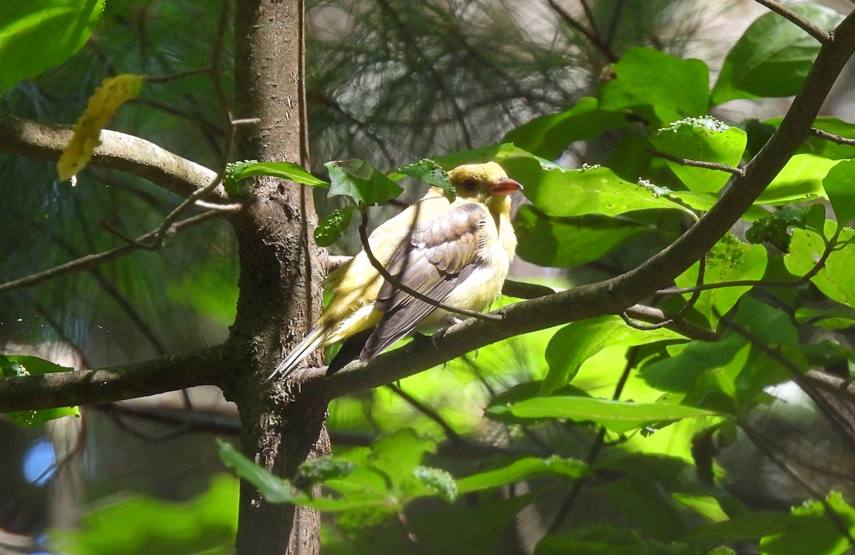 Scarlet Tanager - ML639725846