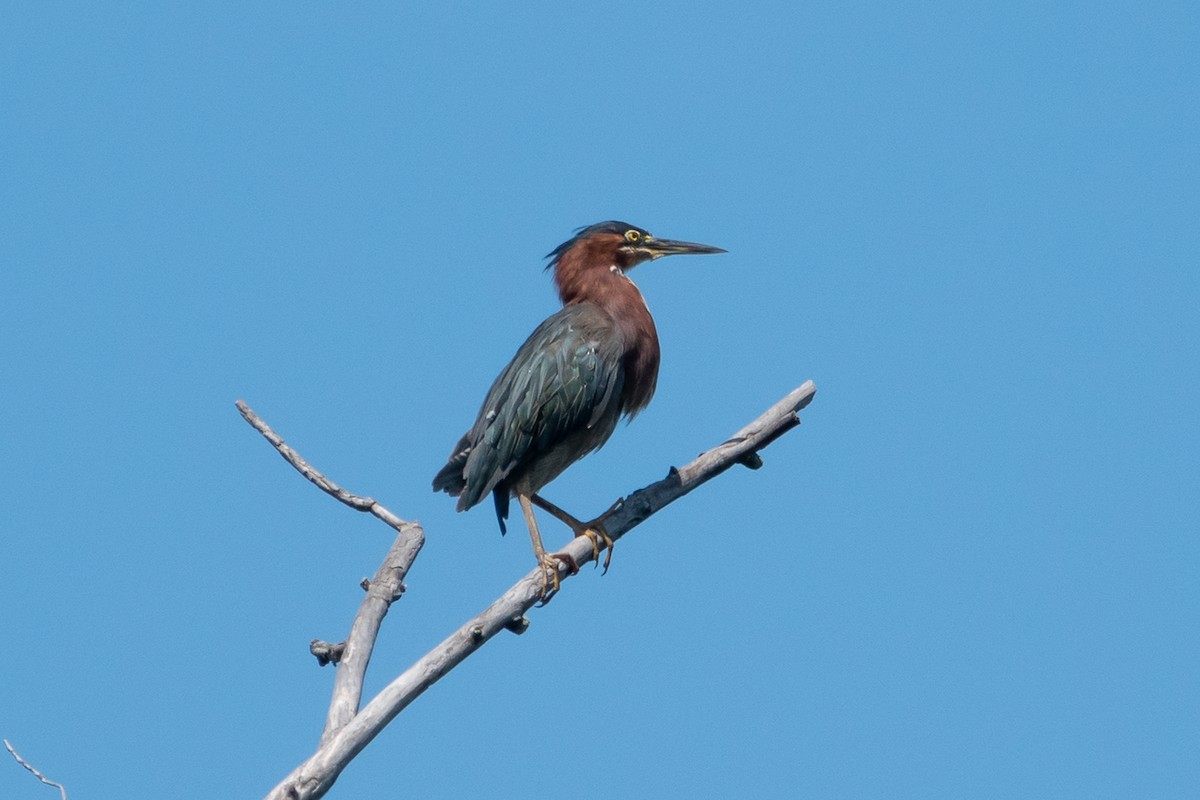 volavka zelenavá - ML639725859