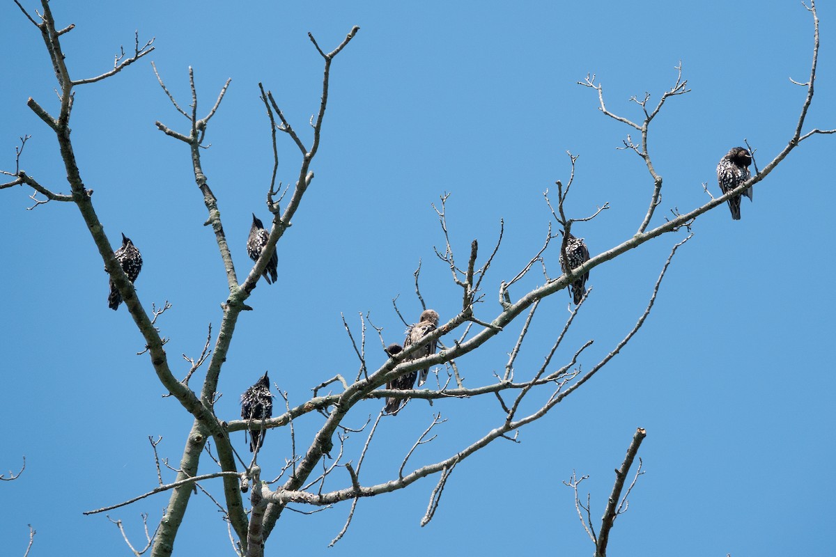 špaček obecný - ML639725875