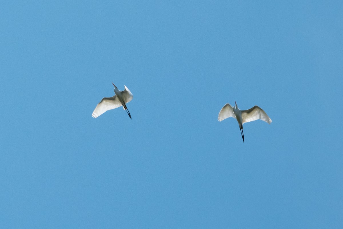 volavka bílá - ML639725948