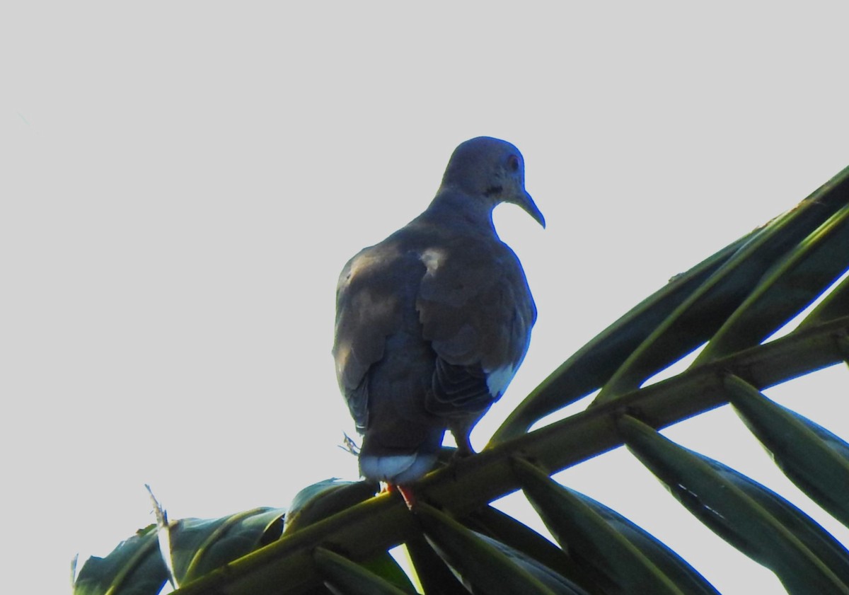 White-winged Dove - ML639725954