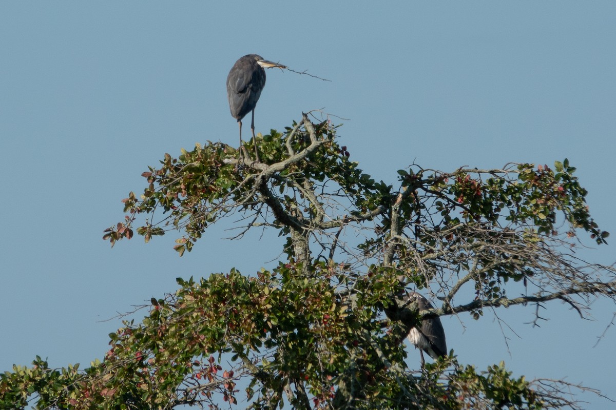 volavka velká - ML639726001