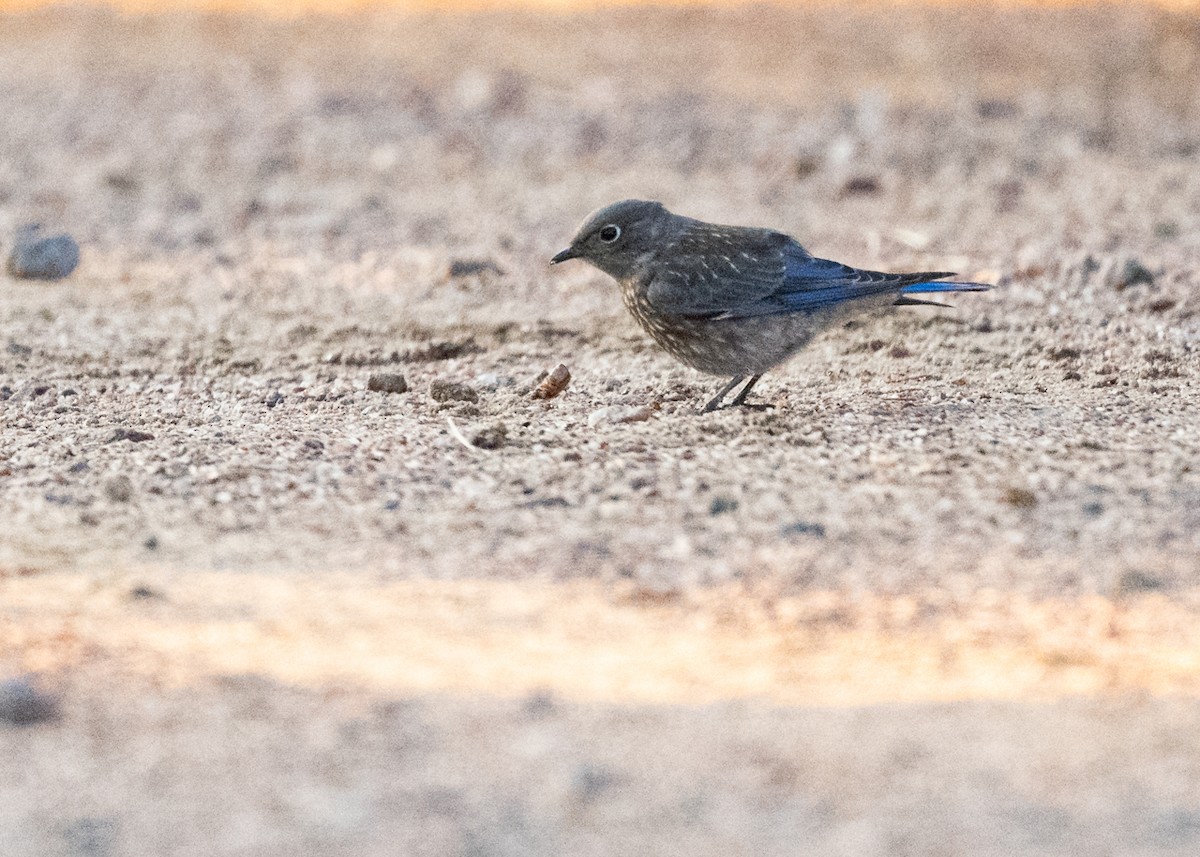 Mountain Bluebird - ML639726007