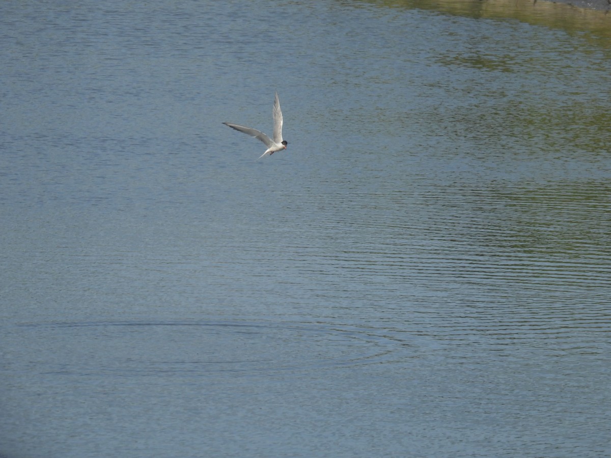 Common Tern - ML639726011