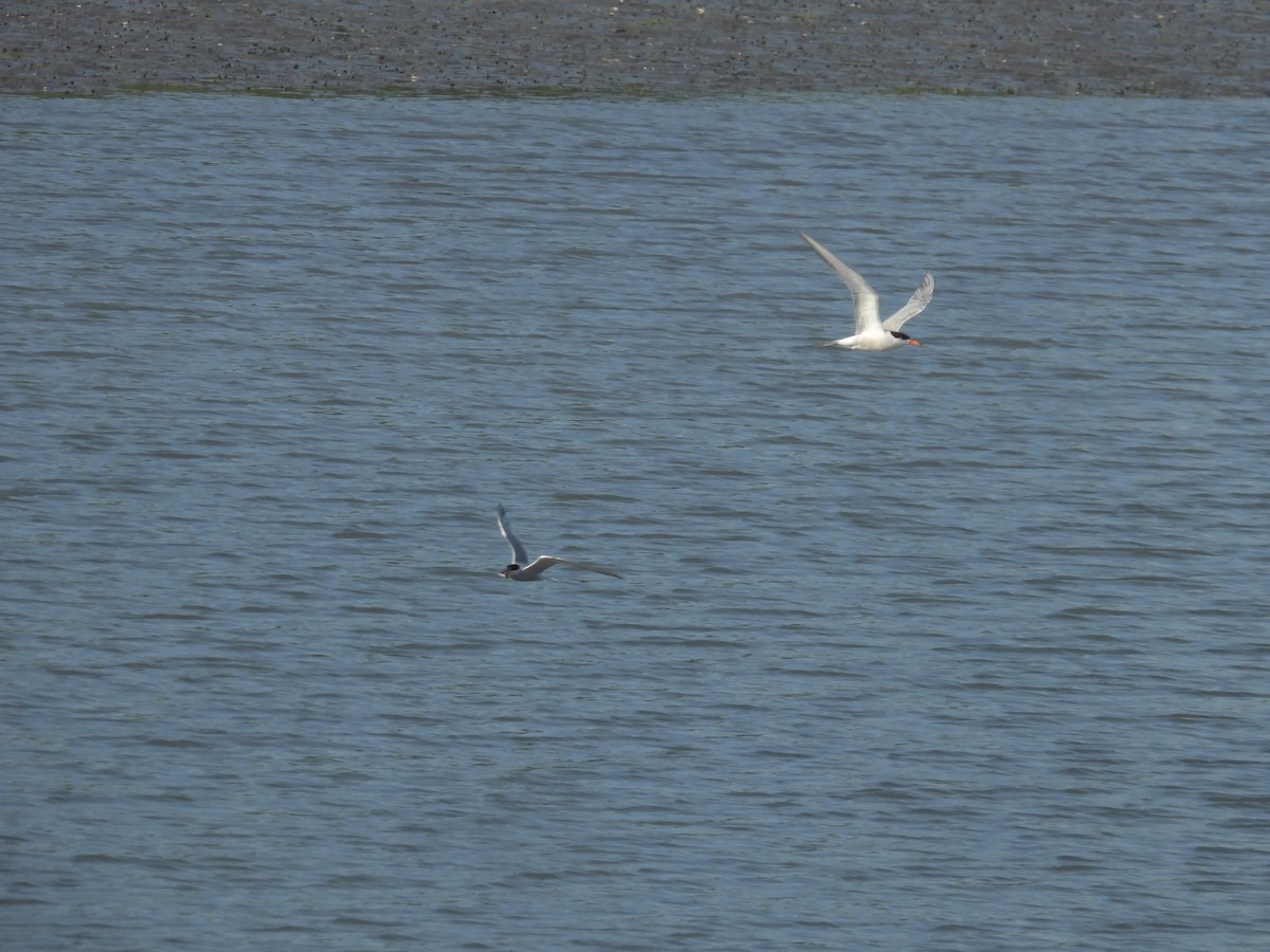 Common Tern - ML639726012