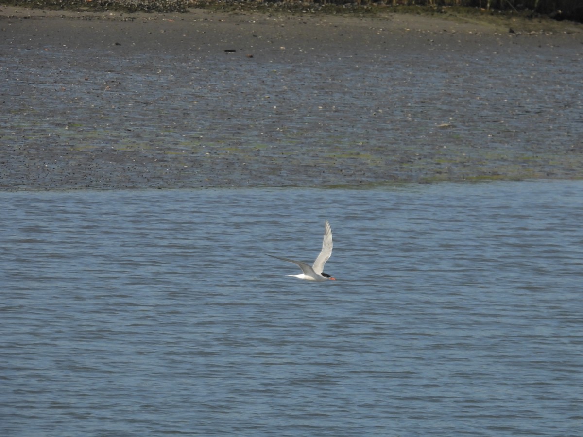 Common Tern - ML639726015