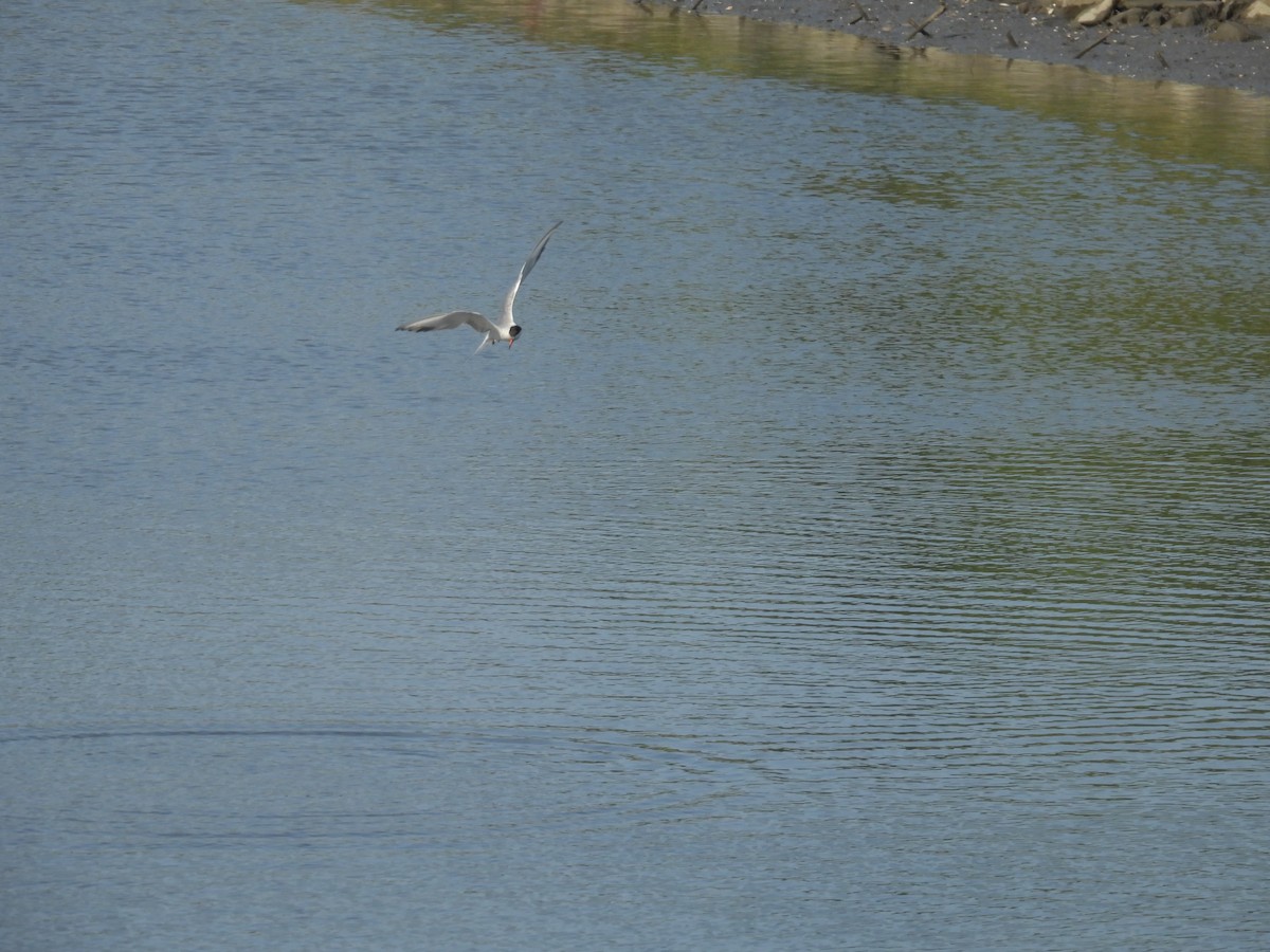 Common Tern - ML639726016