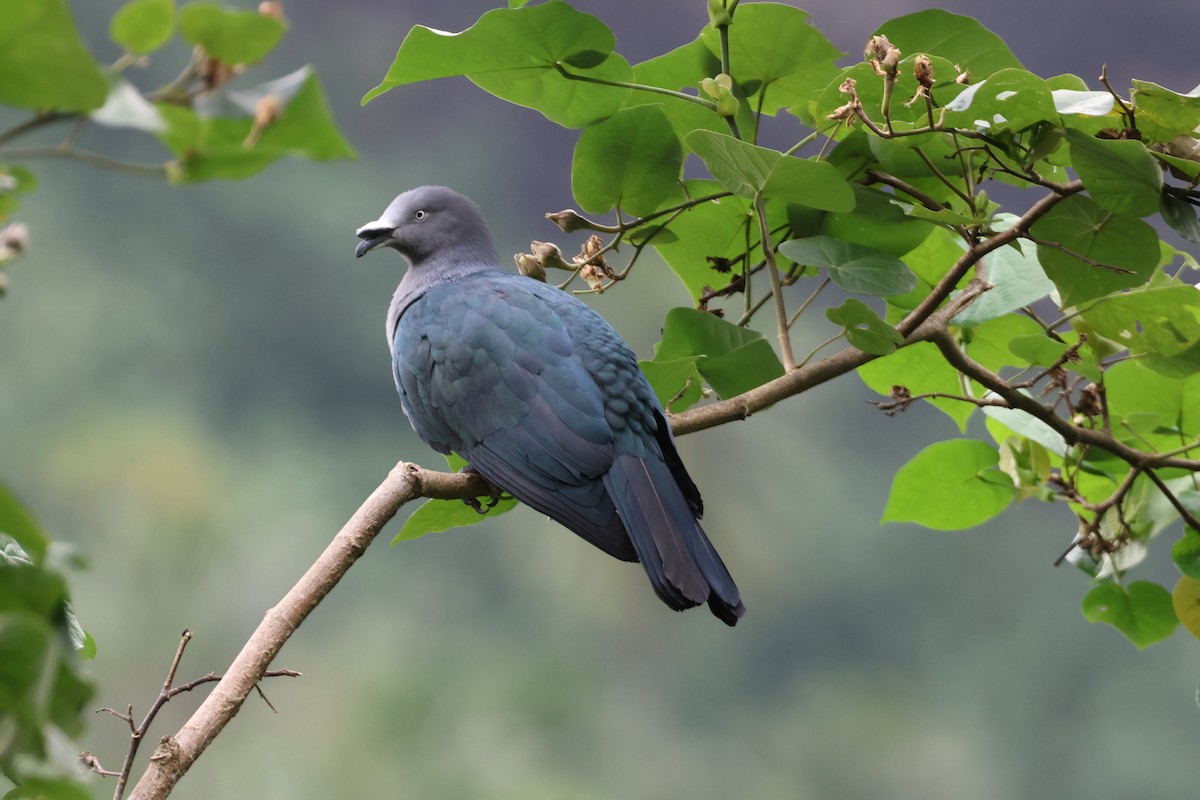 Nuku Hiva Imperial-Pigeon - ML639726128
