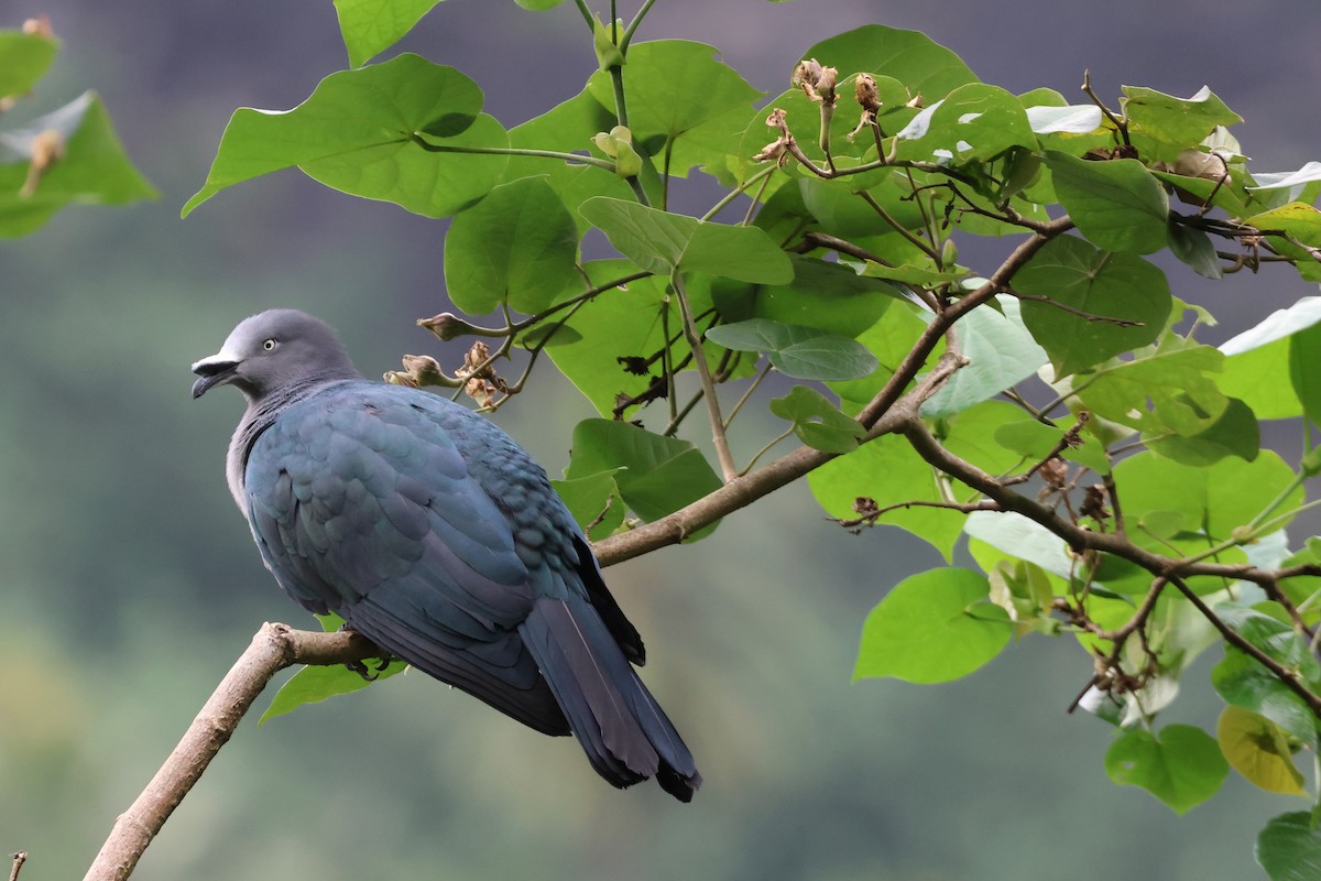 Nuku Hiva Imperial-Pigeon - ML639726129
