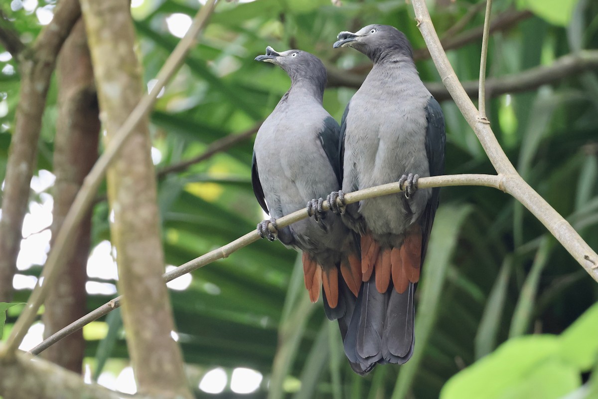 Nuku Hiva Imperial-Pigeon - ML639726130