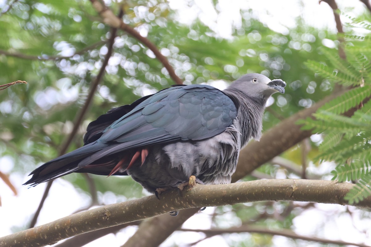 Nuku Hiva Imperial-Pigeon - ML639726131