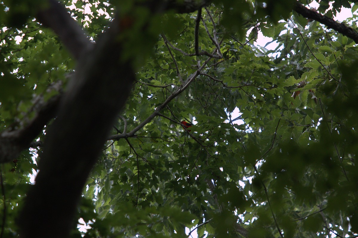 Scarlet Tanager - ML639726194